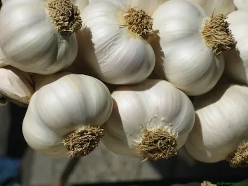 تصویر 1 از سیر خراسان شیرین با تندی کم و عطری دلنشین
